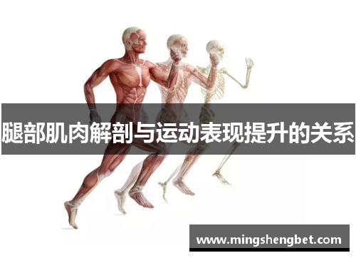 腿部肌肉解剖与运动表现提升的关系